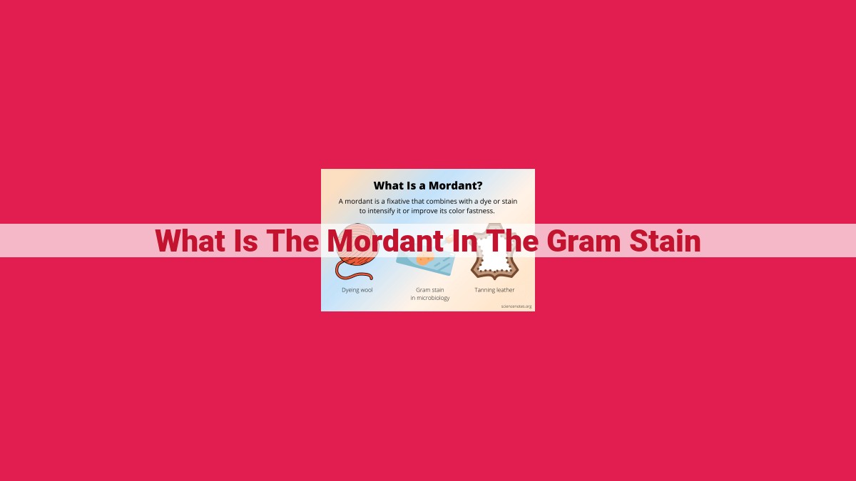 what is the mordant in the gram stain