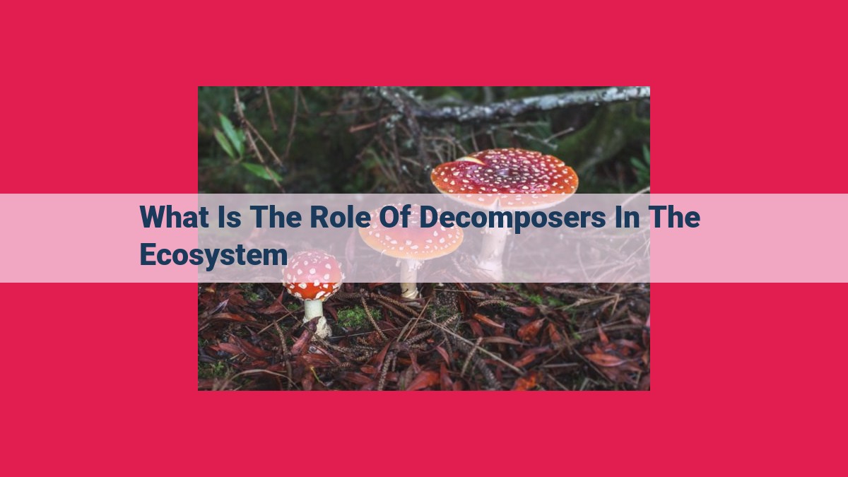 what is the role of decomposers in the ecosystem