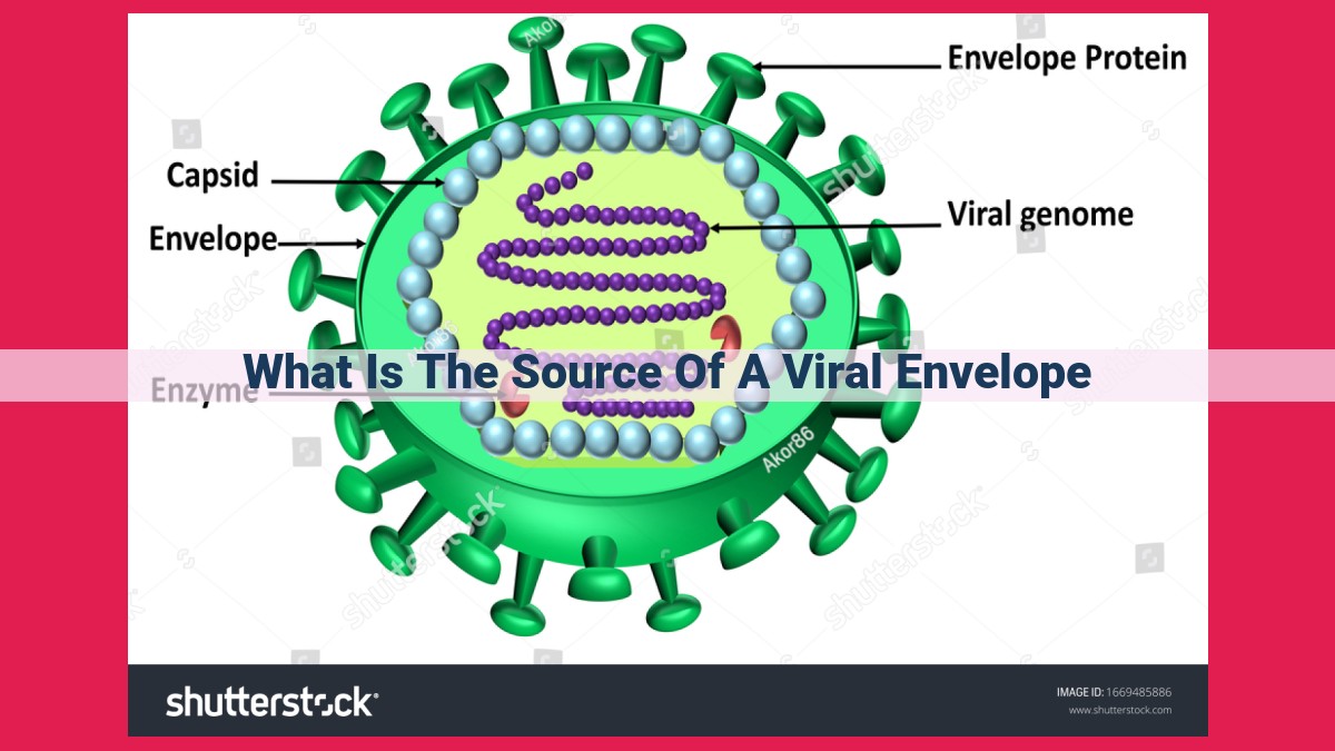 what is the source of a viral envelope