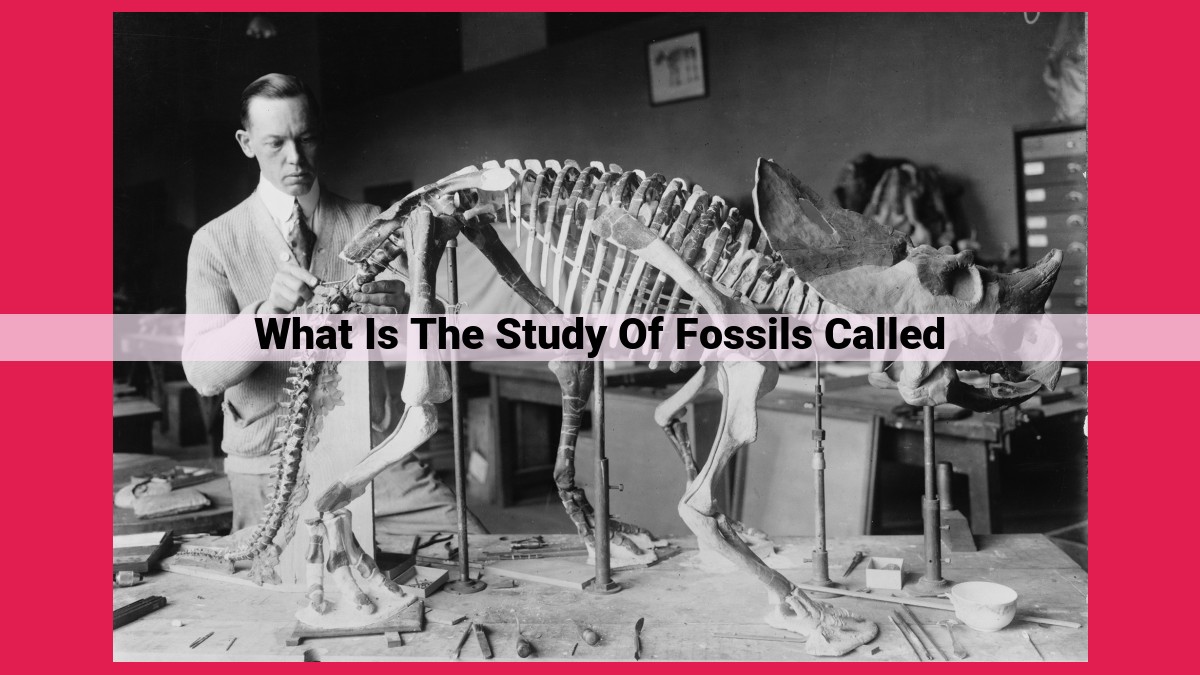 what is the study of fossils called