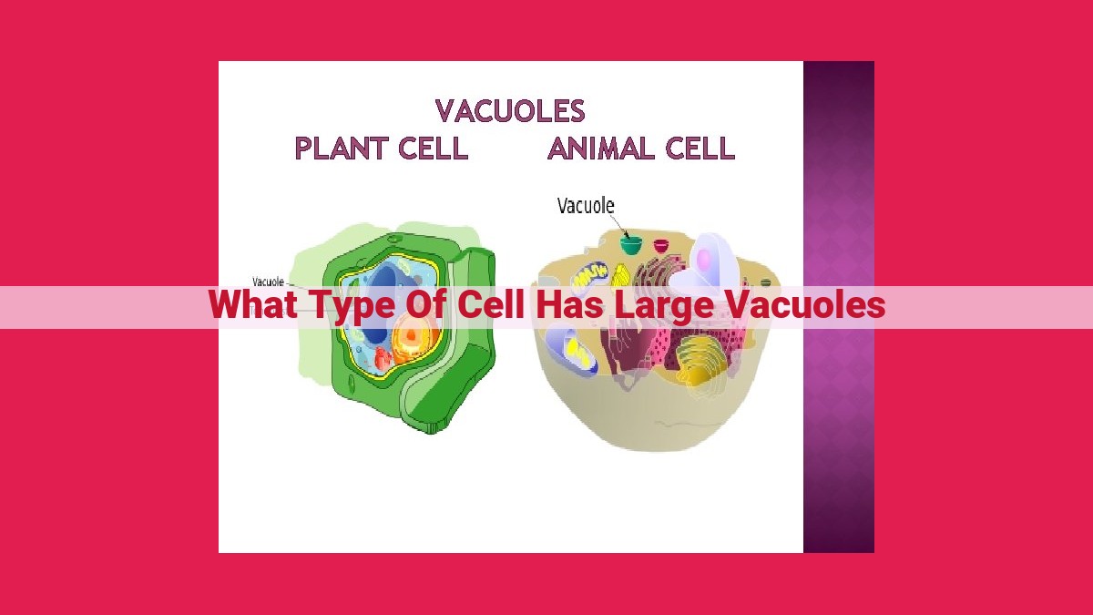 what type of cell has large vacuoles